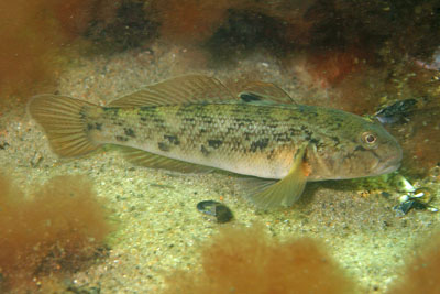 Neogobius_melanostomus_045_XL_k.jpg