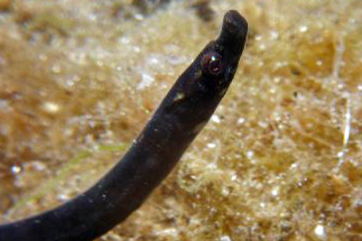 Nerophis_lumbriciformis(SG)_001_XL_kplus