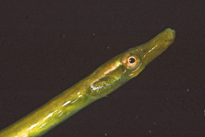 Nerophis_ophidion_m_901_XL_k