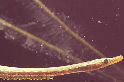 Nerophis_ophidion_m_mitLaich_902_XL_k