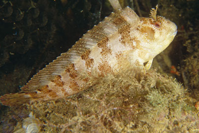 Parablennius_gattorugine_902_XL_k