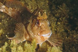 Parablennius_gattorugine_903_XL_k