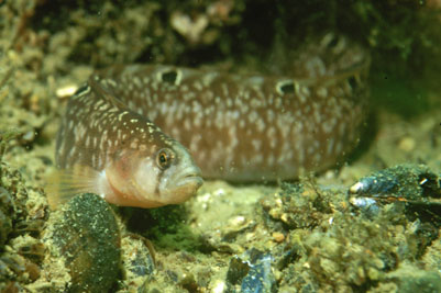 Pholis_gunnellus_905_XL_k