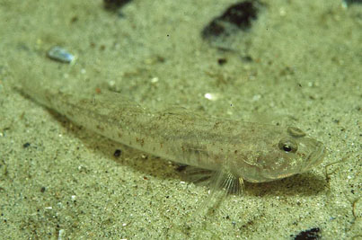 Sandgrundel unterwasserweltnordsee