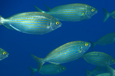 Sarpa_salpa_023_XL_k.jpg