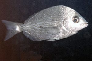 Spondyliosoma_cantharus_903_XL_k