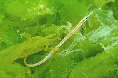 Syngnathus-rostellatus_ad_001_XL_k.jpg