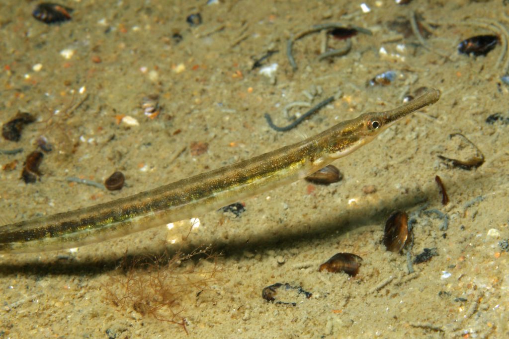 Syngnathus-rostellatus_ad_034_XL_k.jpg