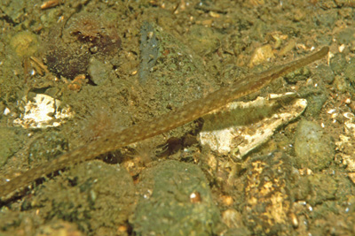 Syngnathus_acus_904_XL_k