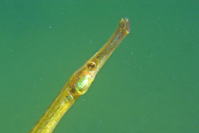 Syngnathus_typhle_038_XL_k-1.jpg