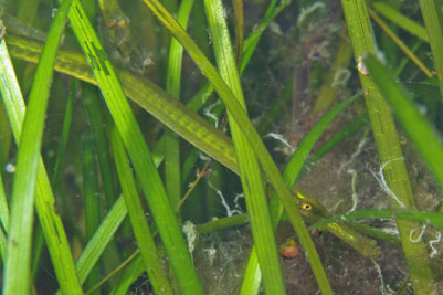 Syngnathus_typhle_088_XL_k.jpg