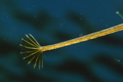 Syngnathus_typhle_Schwanz_901_XL_k