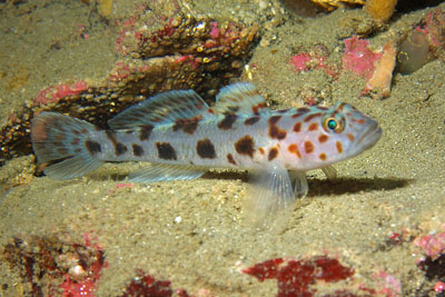 Thorogobius_ephippiatus_513_XL_k.jpg