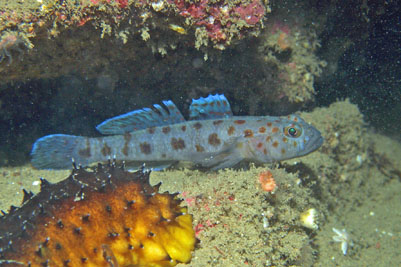 Thorogobius_ephippiatus_516_XL_k.jpg