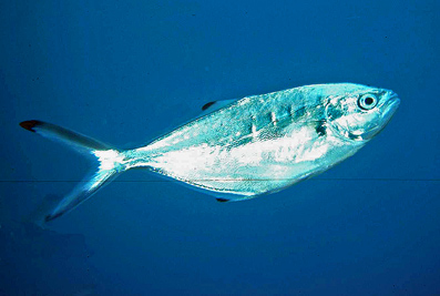 Trachinotus_ovatus_902_XL_k