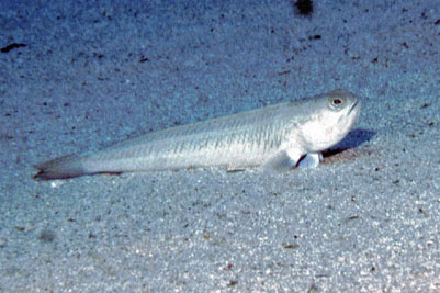 Trachinus_draco_901_XL_k