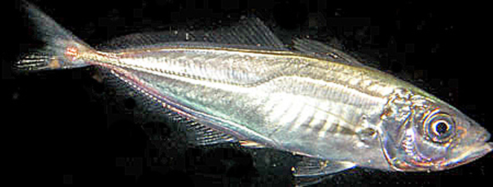 Trachurus_trachurus(SG)_001_XL_kplus