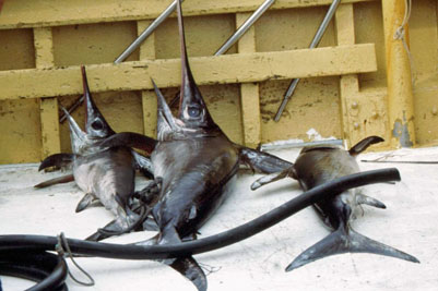 Xiphias_gladius_001_XL_k