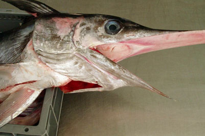 Xiphias_gladius_002_XL_k