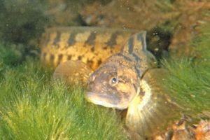 Zoarces_viviparus_901_XL_k