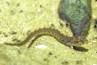 Zoarces_viviparus_juv_008_XL_k