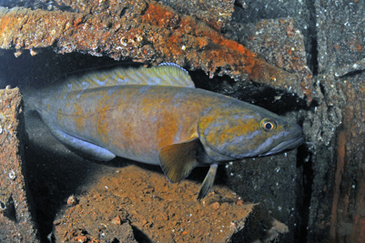 Brosme_brosme(SG)_001_XL_k