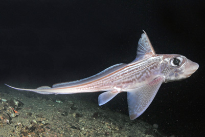 Chimaera_monstrosa(SG)_001_XL_k