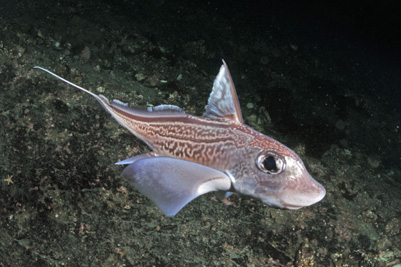 Chimaera_monstrosa(SG)_002_XL_k