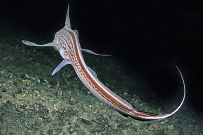 Chimaera_monstrosa(SG)_003_XL_k