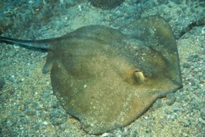 Dasyatis_pastinaca_508_XL_k