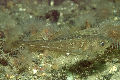 Gadus_morhua_juv_902_XL_k