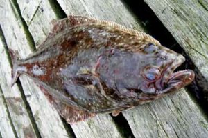 Hipoglossus_hypoglossus(SG)_002_XL_k