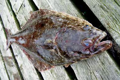 Hipoglossus_hypoglossus(SG)_002_XL_k