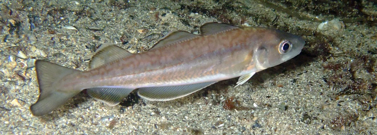 Merlangius_merlangius(US)_001_XL_kplus