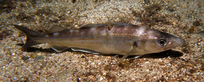 Merlangus_merlangus(SG)_001_XL_kplus