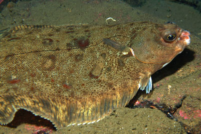 Microstomus_kitt_002_XL_k.jpg