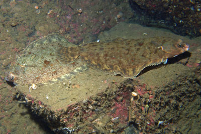 Microstomus_kitt_003_XL_k.jpg