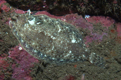 Microstomus_kitt_524_XL_k.jpg