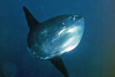Mola_mola_901_XL_k