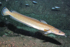 Molva_molva(SG)_003_XL_k