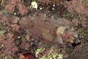 Phrynorhombus_norvegicus_901_XL_k