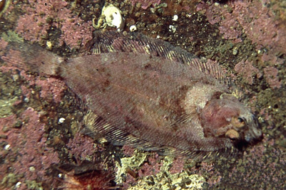 Phrynorhombus_norvegicus_901_XL_k