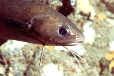 Phycis_blennoides_001_XL_k