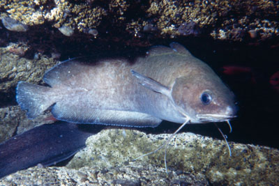 Phycis_blennoides_901_XL_k