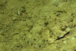 Platichthys_flesus_032_XL_k.jpg
