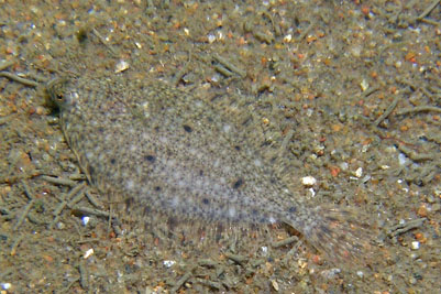 Platichthys_flesus_juv_016_XL_k.jpg