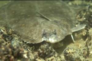 Pleuronectes_platessaXPlatichthys_flesus_904_XL_k