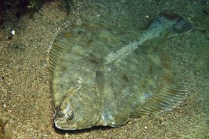 Pleuronectes_platessaXPlatichthys_flesus_908_XL_k