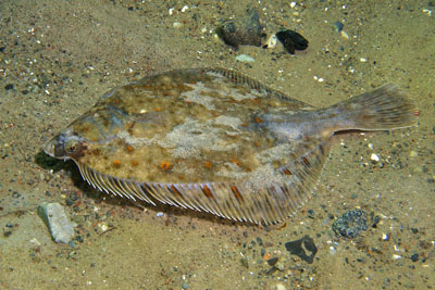 Pleuronectes_platessa_053_XL_k.jpg