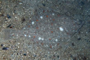 Pleuronectes_platessa_506_XL_k.jpg
